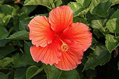 《最后的生还者》重制版过场动画和截图 更加精美了